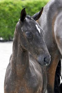 Z-28-07-22141 emotion