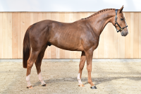 Aganix van de To-Jo-Pe Hoeve Z