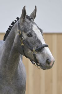 Coeur de Kestemont Z