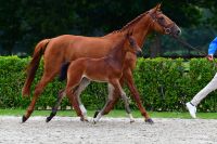 classback-van-het-weidehof-z
