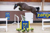 paard-querido-vg-z