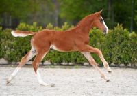 ga62207-ok-klein-