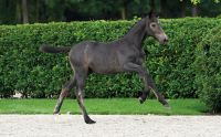 74 Cesar d'Ecaussinnes Z