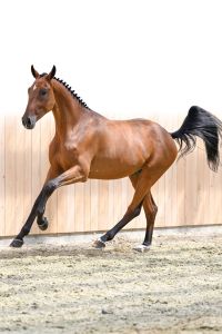 12 Excalibur Star de Preost Z