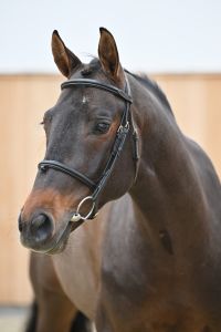 Quintus Z