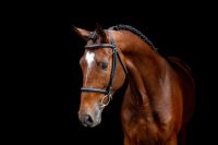 Ansingh_Zangersheide110123_gilmore-60-Edit (Groot)