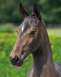 Baloubette EQ Z