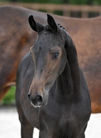 hello-queen-van-de-eijkhof-z