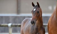 27-calvados-clairelle-z6d79306-2-large