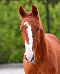 bellissimo-de-tiji-z