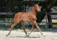 bulena-4