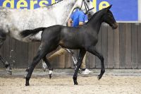 Clair de Lune HRC Z