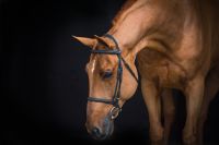 Epleaser van 't Heike Z