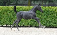 46 Chicca van het Oosthof Z