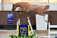 Zangersheide approvd stallion - Erich (2019 - Emerald x Cappucino)