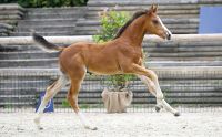 Athletix des Flagues Z