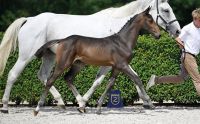 Baloubette EQ Z