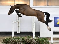 EL CARLOTTA VAN 'T KELSHOF Z 1