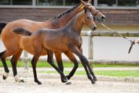 27-calvados-clairelle-z6d79359-2-large