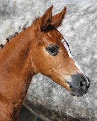 veulenskop2020website8