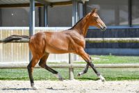 024-tangelino-meniljean-z5s31760-1-large