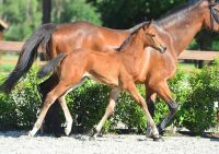 damour-heuvelland-z