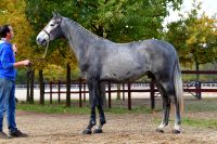 camilo-des-squoas-z-14-40-40