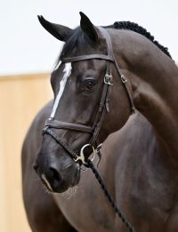 Dex Special MB Z