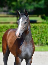 caribisse-vh-gouden-bit-z