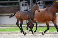 27-calvados-clairelle-z6d79344-2-large