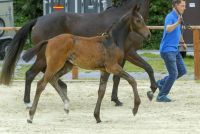 cornet-2