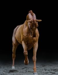 Epleaser van't Heike Z