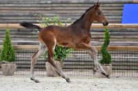 Cavallo de Hus Z 1