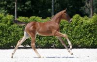 celia-blue-de-will-z-97