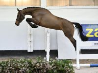 EL CARLOTTA VAN 'T KELSHOF Z 2