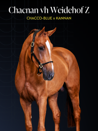 Chacnan van het Weidehof Z