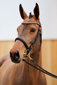 EL CARLOTTA VAN 'T KELSHOF Z 4
