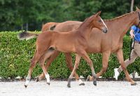 NIRVANA VH LEGITAHOF Z - Brother to 1m60 jumping SEA COST