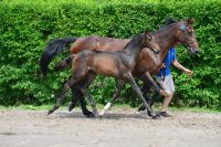 talk-talk-de-longchamps-z