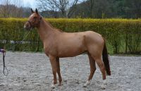 pippa-van-t-heike-93
