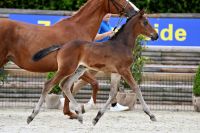 Cavallo de Hus Z