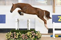 Aganix van de To-Jo-Pe Hoeve Z