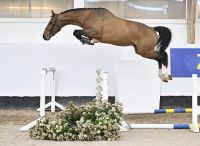 CLIFF VD HATERBEEK Z