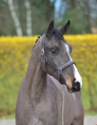 don-quichot-2000-de-betze-z-71