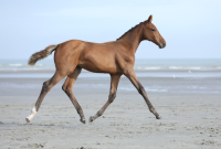 castle-lady-darley-z