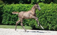 57 Divine Intervention d'Grandin Z