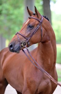 amore-vh-beeckhof-z-80