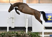EL CARLOTTA VAN 'T KELSHOF Z