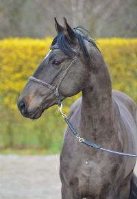 taloubet-pur-u-z-66