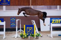 dorian-mansolein-z